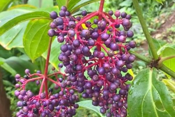 干果命名术：解锁名字中的果实密码