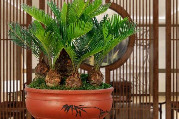家居风水植物宝典，让您财源滚滚而来