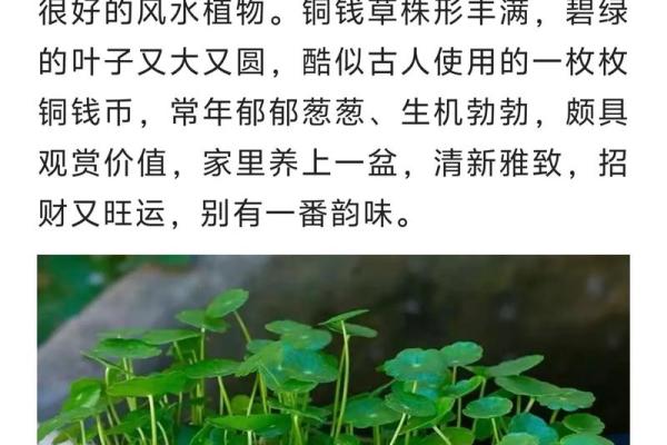 家居风水植物宝典，让您财源滚滚而来