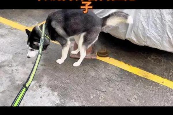 为哈士奇起名：创意灵感，个性十足的名字盘点