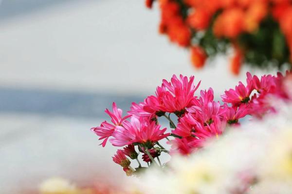 李佳芳姓名运势：芳华绽放，佳缘自来