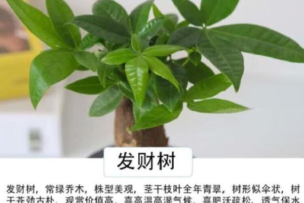 家中必备！养招财树风水布局，助你财运亨通