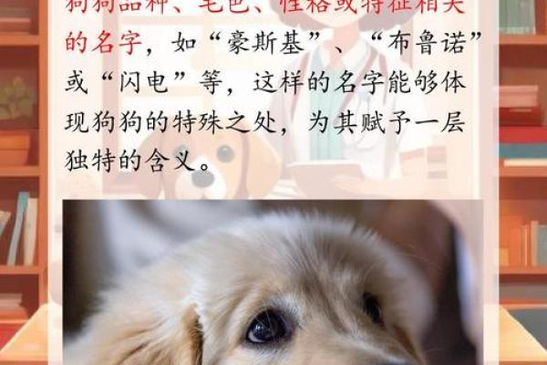 如何为你的男狗狗挑选一个独特的名字