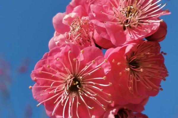春意盎然，共赏桃花盛宴