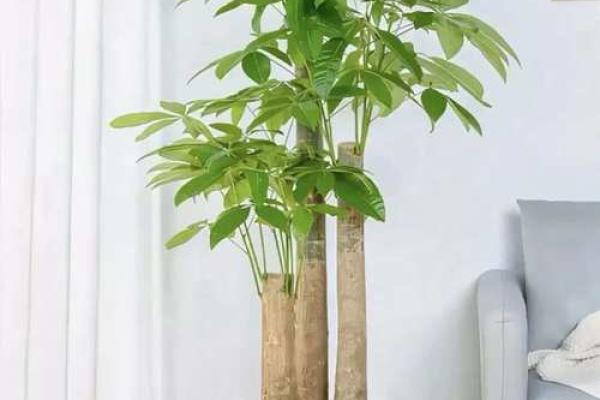 轻松招财，风水植物布局指南
