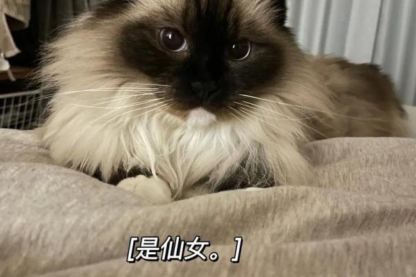 萌宠姓名大揭秘：情侣猫的个性命名法刿
