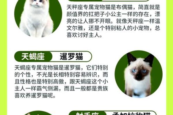 猫科动物的神秘地支：申猫的个性密码大公开