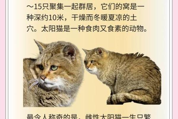 猫科动物的神秘地支：申猫的个性密码大公开
