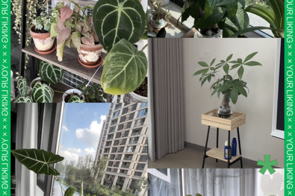 风水大师亲授：养对植物，招财进宝不是梦！