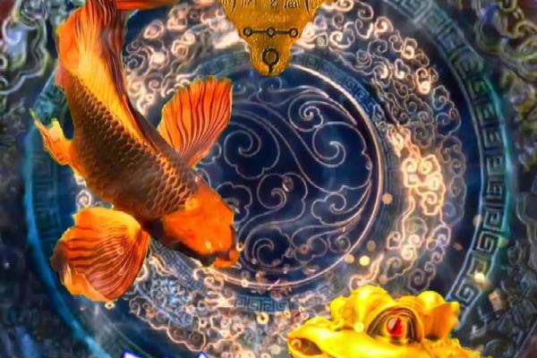 家中风水新宠——黄金招财猫鱼，招财进宝首选风水宝物