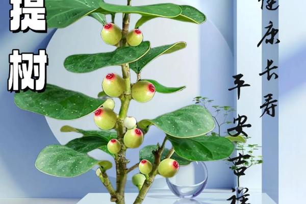 家居风水新宠，盆栽招财秘籍大公开！