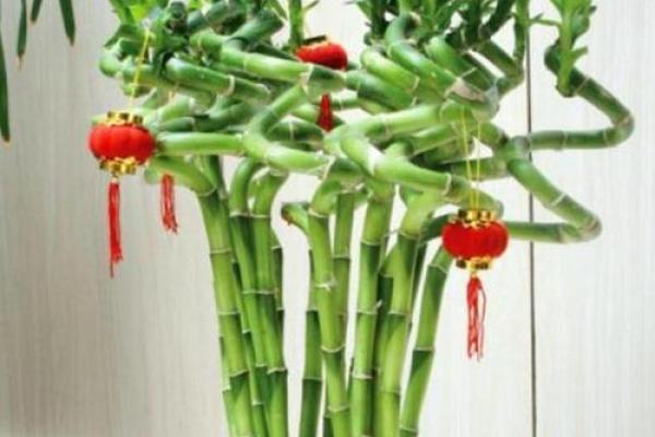 招财旺运必备，风水花图片大揭秘！