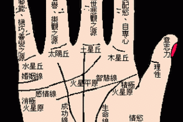 手相与算命：揭秘哪个更精准？