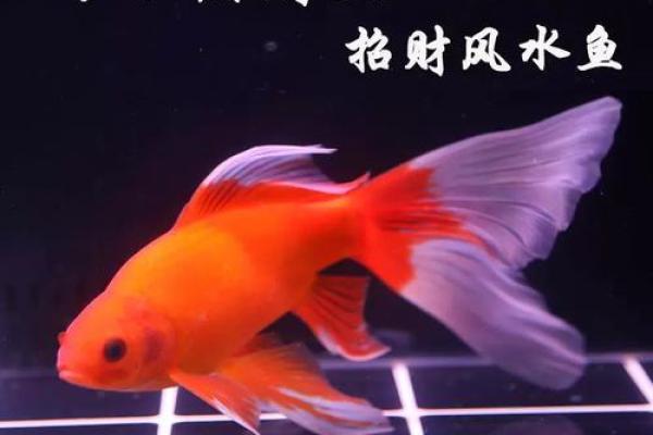 家中摆哪种鱼最旺财？风水大师揭秘招财利器！