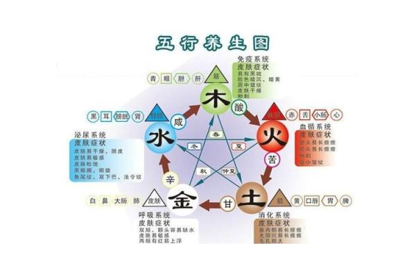 探索五脏六腑与五行之间的微妙平衡