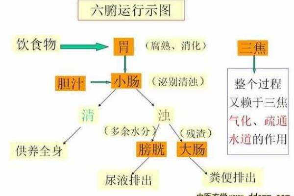 探索五脏六腑与五行之间的微妙平衡