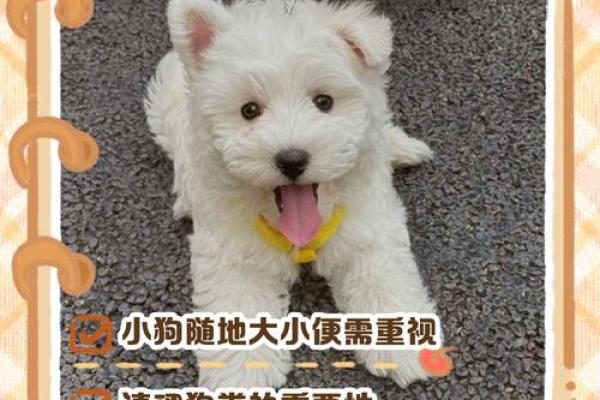 小狗吉祥：探讨名字在宠物文化中的独特魅力与象征意乿