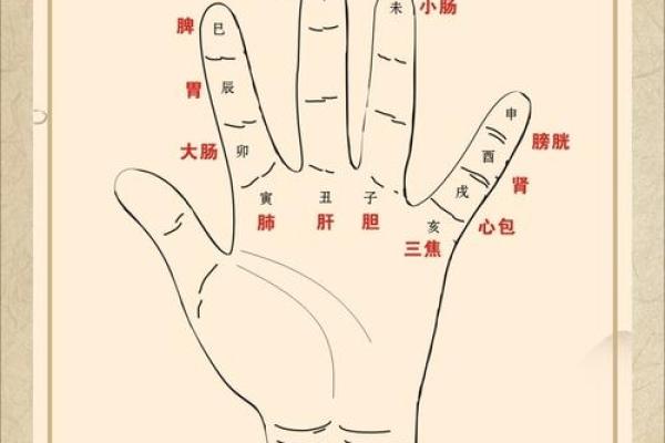 十二地支掌位图，破解人生运势密码
