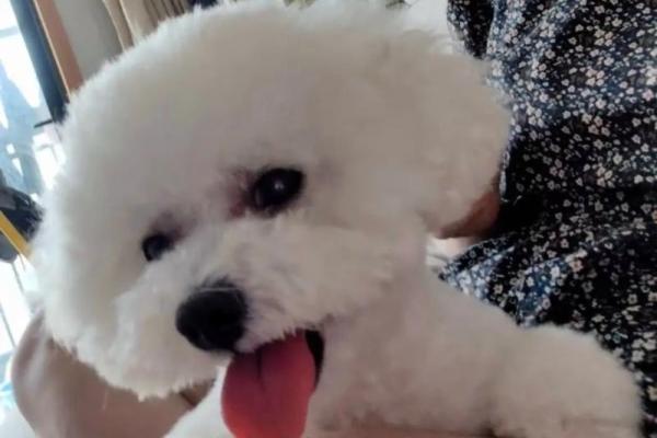 宠物名字新潮流：小母泰迪起名指南