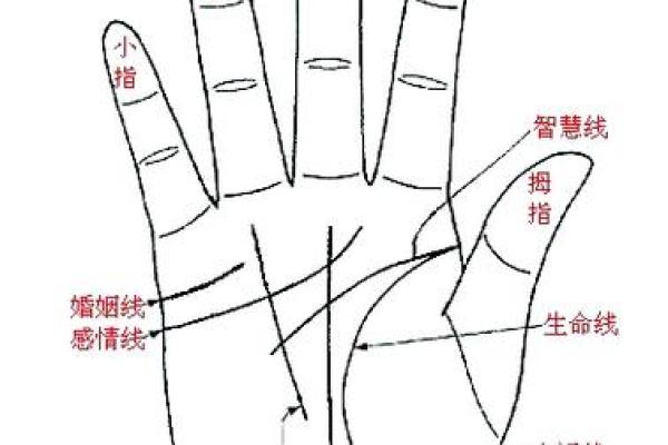 掌中奥秘：揭秘手相的惊人秘密