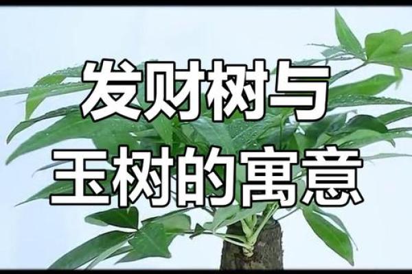 家中必备风水招财盆景，快速提升财运的秘密武器