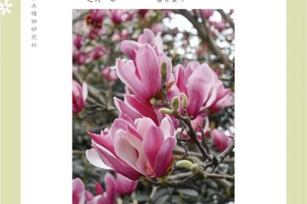 黄奕菡：熠熠生辉，才情与智慧并存的美丽寓意