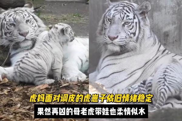 母老虎之威严面相揭秘