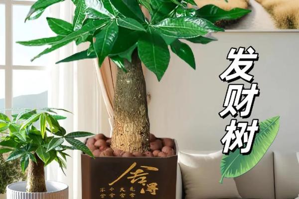 招财树风水布局攻略：让你的财运滚滚来