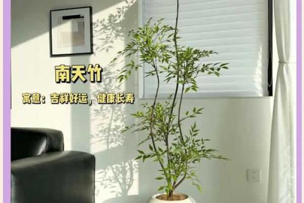 轻松打造招财风水角落，绿植帮你赚翻天！