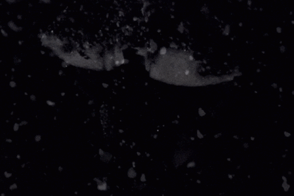 骷髅眼透出的神秘面相之谜
