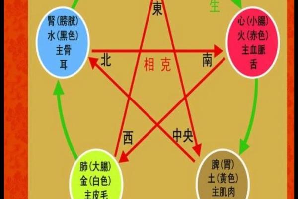 五脏六腑在五行中的角色与作用