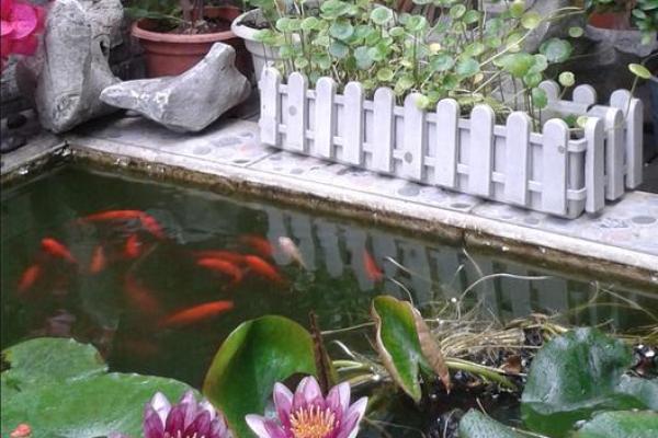 家居风水鱼池必种植物，轻松招财转运！