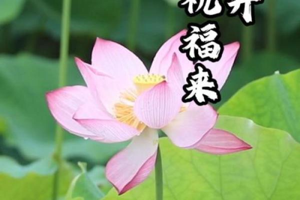 张菏：荷花盛开，人生如荷，美好前程，运势璀璨