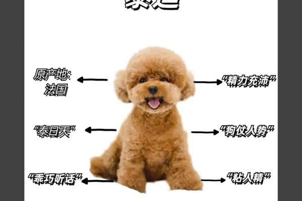 宠物名字大揭秘：泰迪犬名字精逿