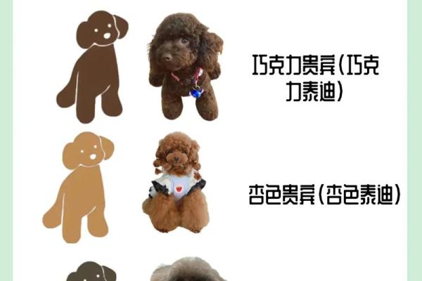 宠物名字大揭秘：泰迪犬名字精逿