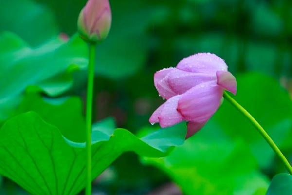 幻舒如梦，李姓之韵：揭秘李幻舒姓名的运势奥秘