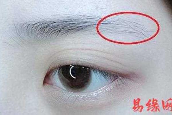 眉尾弯曲：预示着性格内向与独特的面相特征