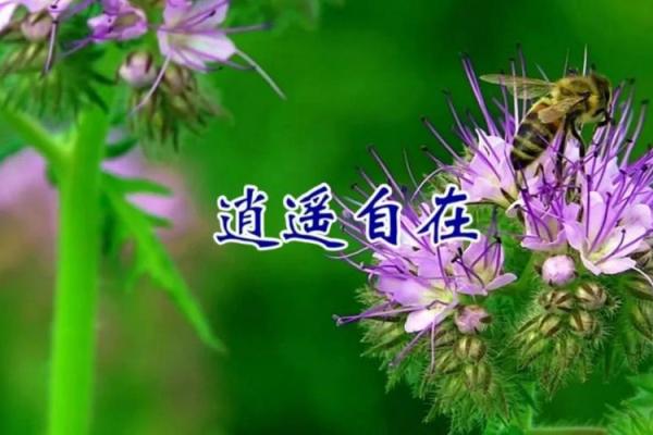 杨悠：悠然自得，乐享人生，寓意深远，运势昌盛。
