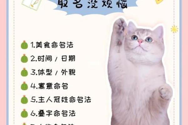 宠物命名艺术：小母狗名字创意盘点