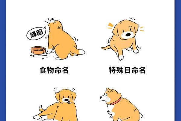 宠物命名艺术：小母狗名字创意盘点