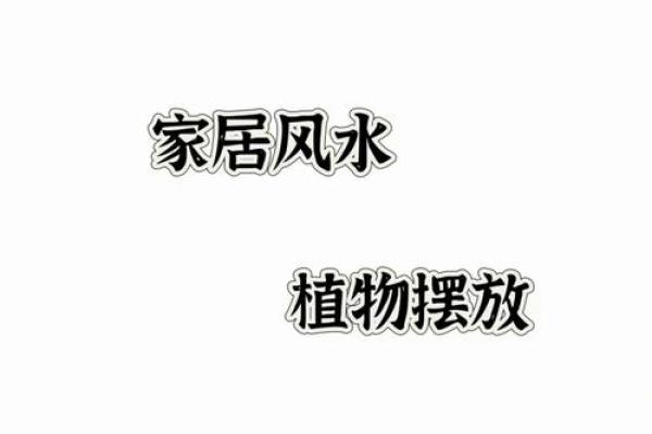 家居风水提升财运：卧室植物摆放指南