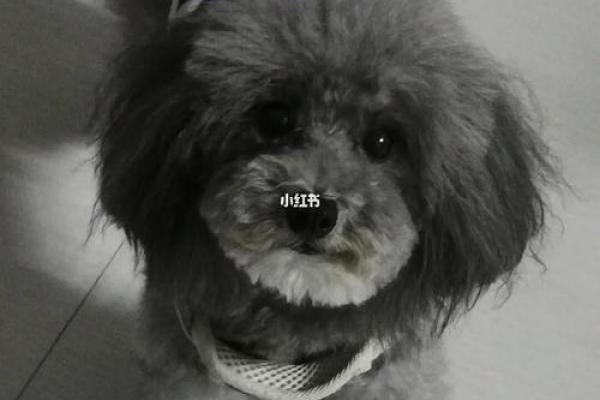 适合灰色小狗的温馨名字推荐