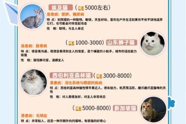 猫咪运势大公开，养猫必看命理知识！