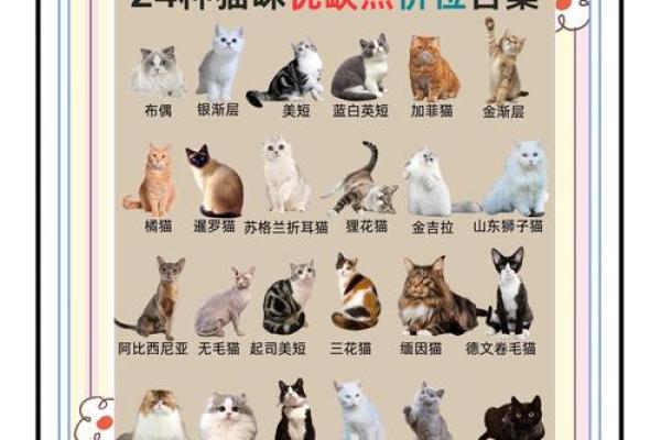 猫咪运势大公开，养猫必看命理知识！