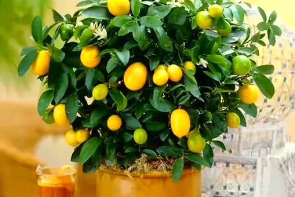 家居风水植物宝典，轻松招财旺家