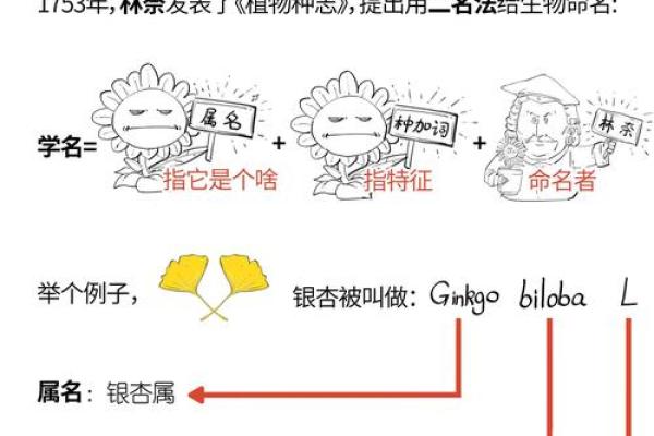 锦绣命名法：为新公司注入独特魅力