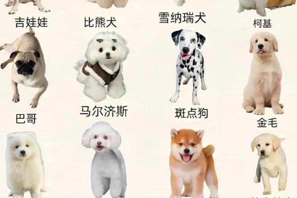 如何为贵宾狗选择一个既可爱又独特的名字