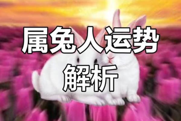 虎年兔月运势旺，揭秘如何抓住机遇？
