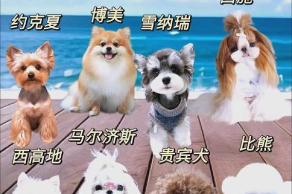 狗狗女孩名字大全：温馨宠物与可爱女孩的完美搭酿