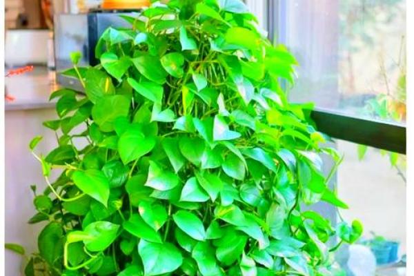 招财旺运，辟邪保平安：这些植物你家一定不能少
